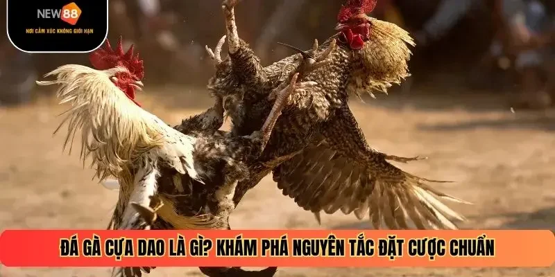 Đá Gà Cựa Dao